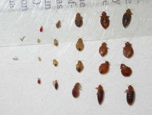 İngiltere'nin baş belası tahtakuruları - Resim: 2